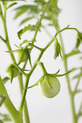 raw green tomato tree