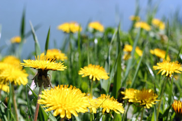 Dandelion Field Close-up