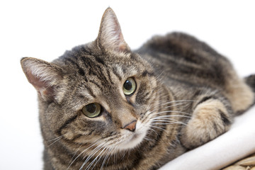 Katzenportrait