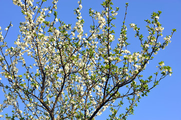 fiori 1269