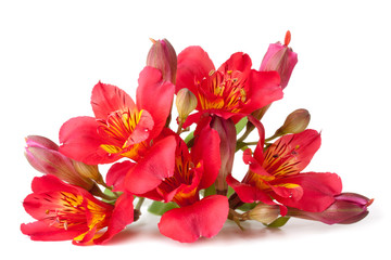 Alstroemeria flower