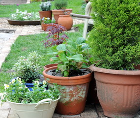 potted garden