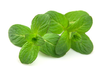 Fresh green mint