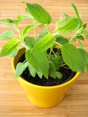 Ananassalbei im Kräutertopf