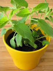 Ananassalbei im Kräutertopf