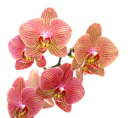 Fototapeta na wymiar Red orchid