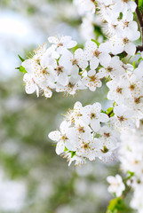 Naklejka premium Blooming spring tree background