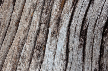 Fototapeta premium Old wood texture