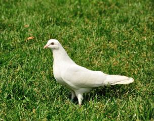 White pigeon on a grass