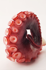 octopus tentacle rounded