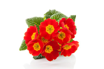 red Primula flowers over white background
