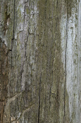 bark
