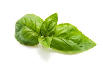 Fresh green leaf of basil over white background