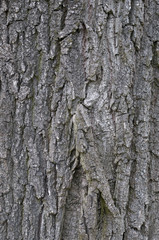 bark of old tree