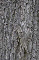 Naklejka premium bark of old tree