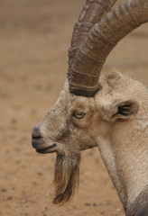 Nubian Ibex