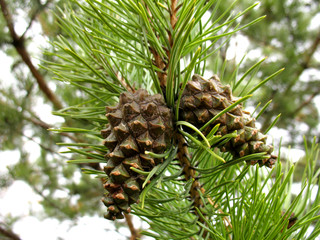 fir cone