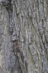 Bark