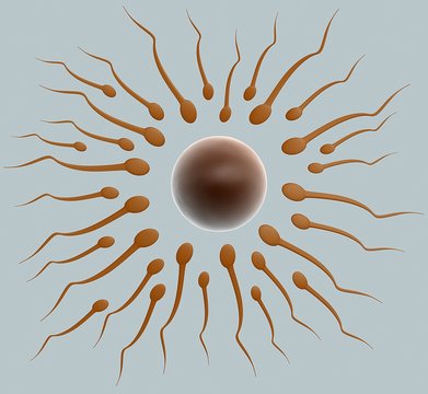 Cellula uovo e spermatozoi
