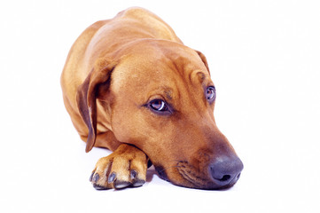 rhodesian ridgeback dog lying on withe background