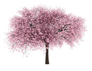 Fototapeta premium wiśniowe drzewo na białym tle