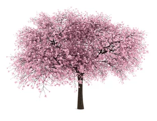Papier Peint Lavable Fleur de cerisier Cerisier aigre isolé sur fond blanc