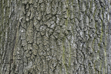 Bark of old trees