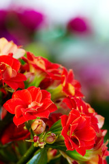 Obraz premium Amaryllis