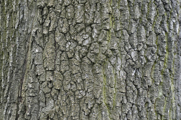 Bark
