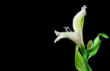 white orchid on the black background