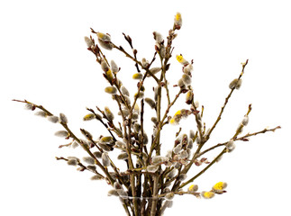 willow branches isolated on white background © ultrapro