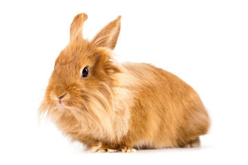 süßes Kaninchen