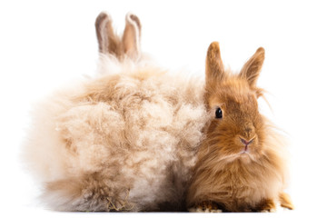 2 Kaninchen aneinandergekuschelt