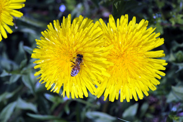 Löwenzahn_5109