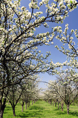 Obraz premium garden in bloom