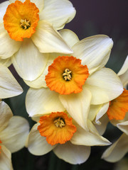 Bouquet of yellow daffodils, one of the symbols of spring