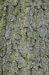 bark