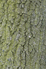 bark