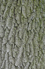 bark of old tree