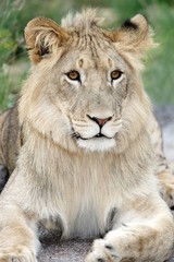 Plakat Lion Portrait