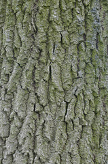 bark