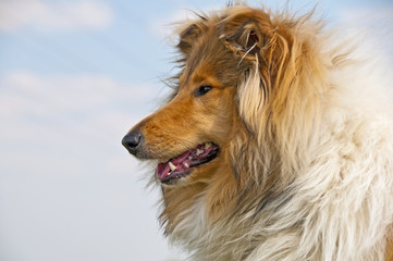 Collie
