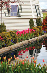 Colorful springtime tulips and pond