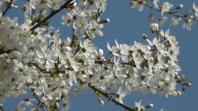 Mirabellenbl&uuml;te - Prunus domestica