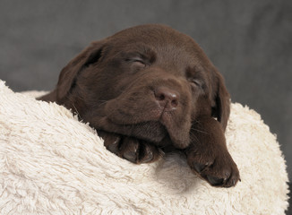 LABRADOR CUCCIOLO 60 GG.