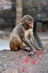 Świątynia małp w Galcie, Indie