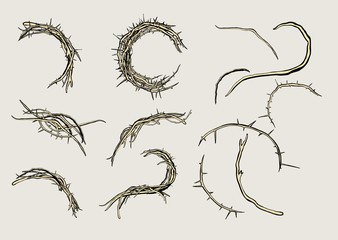 Set of branches and thorn plants