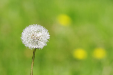 Single dandelion against a green background