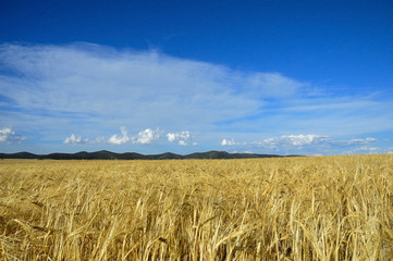 campo de cebada