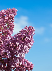 Lilac flowers against the blue sky